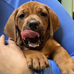 Rhodesian Ridgeback Puppies from Courage Rhodesian Ridgebacks