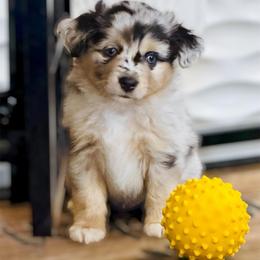 Thor - Blue merle male Toy Australian Shepherd puppy in Luling, Texas from Little Wood Toy and Mini Aussies