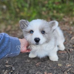 Boy 2 - Blue merle and white male American Corgi puppy in Natchitoches. La, Louisiana from Bleu Bayou Corgis
