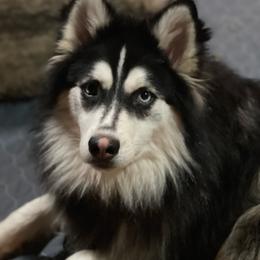 Nikko - Pomsky