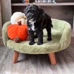 Pupperoni - Black male Goldendoodle puppy in Winter Park, Florida from Doodles & Poodles by Tiki