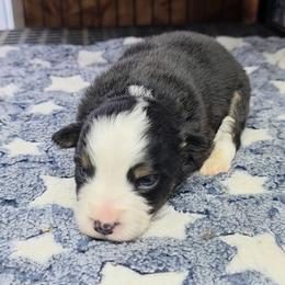 Maddie - Black tri female Toy Australian Shepherd puppy in Leonard, Texas from Tin Roof Aussies