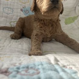 Goldendoodle Puppies from Cassie Farms