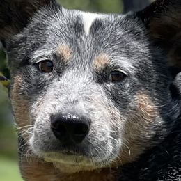 Australian Cattle Dogs from Straight Arrow Australian Cattle Dogs