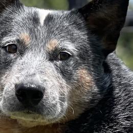 Australian Cattle Dogs from Straight Arrow Australian Cattle Dogs