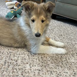Baili - Collie puppy from Collie Campo
