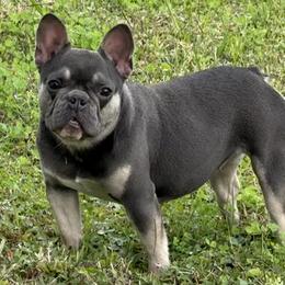Savannah - Blue female French Bulldog puppy in New Smyrna Beach, Florida from Beachside Boxers and Frenchies