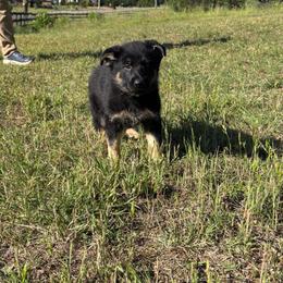Banjo, Green Collar Male - Black and tan male German Shepherd puppy in Milan, Illinois from Stonewick German Shepherds