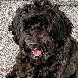 Freyja - Australian Labradoodle