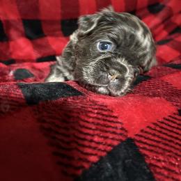 Glow - Liver female French Bulldog puppy in Columbus, Ohio from Kallie’s Kennel
