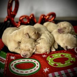 Boy 2 - Golden male Golden Retriever puppy in Mc Arthur, California from California Golden Love