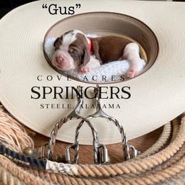 Gus - Liver white and tan male English Springer Spaniel puppy in Steele, Alabama from Cove Acres Springers