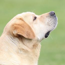 Max - Labrador Retriever