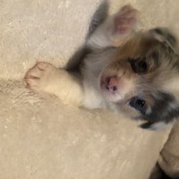 American Corgi and Pembroke Welsh Corgi Puppies from Red White & Bluie Corgi