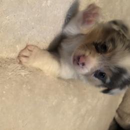 American Corgi and Pembroke Welsh Corgi Puppies from Red White & Bluie Corgi