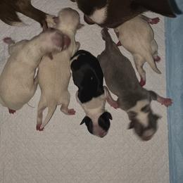 Boy 5 - Cream male Chihuahua puppy in Portland, Oregon from PNW Toy Breeds