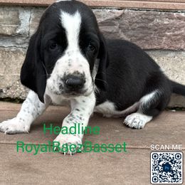Headline - Black and white male Basset Hound puppy in Sidney, Nebraska from Royal Baez Basset