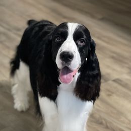 Onyx - English Springer Spaniel
