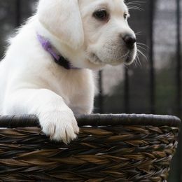 Labrador Retrievers from Willshire White Labradors