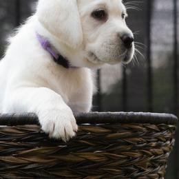 Labrador Retrievers from Willshire White Labradors