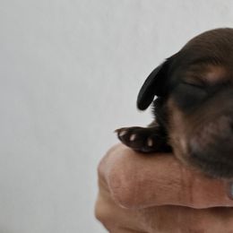 Maryann - Brindle Dachshund puppy in Queen Creek, Arizona from Wigglebutts Miniature Dachshund Az