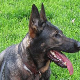 German Shepherds from vom Nachtal
