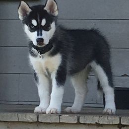 Siberian Husky Puppies from Texas Siberian Husky Kennels (TSHK)