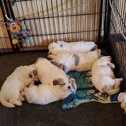 Great Pyrenees Puppies from Prospect Pyrenees