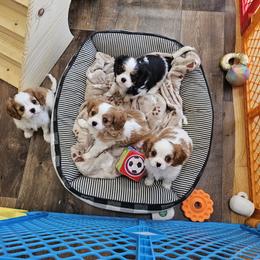 Afghan Hound and Cavalier King Charles Spaniel Puppies from Lenore's Afghan Hounds
