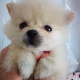 Pomeranians from Jamie's Pomeranians