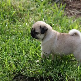 Pug Puppies from Siena Rose Pugs