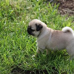 Pug Puppies from Siena Rose Pugs