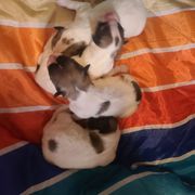Anatolian Pyrenees puppies from Up Shinn Creek