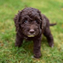 Australian Labradoodle Puppies from Companion Pups NW