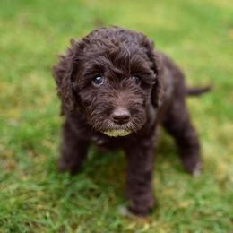 Australian Labradoodle Puppies from Companion Pups NW