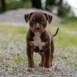 Boy 1 - American Bully puppy in Violet Hill, Arkansas from Obduro Bullies