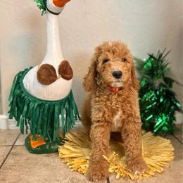 Sunny - Male - Red  male Goldendoodle puppy in Peoria, Arizona from Wroth's Pawsibilities