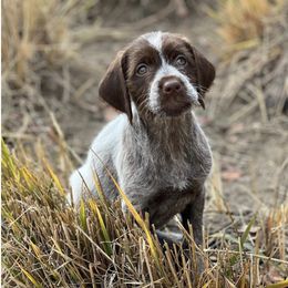 Wirehaired Pointing Griffon Puppies from Glendale Griffons