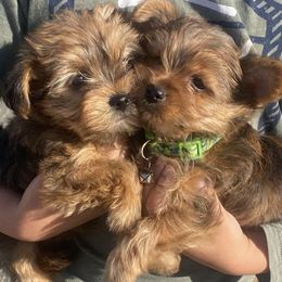 Yorkshire Terrier Puppies from Central Valley Yorkies