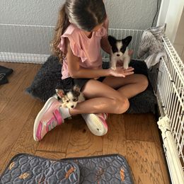 Papillon Puppies from Peppy Papillons, LLC