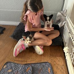 Papillon Puppies from Peppy Papillons, LLC