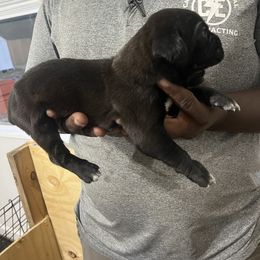 Cane Corso Puppies from Double C Cane Corso Kennel