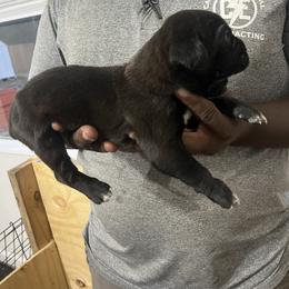 Cane Corso Puppies from Double C Cane Corso Kennel