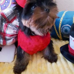 Yorkshire Terrier Puppies from Twilights Yorkies FL