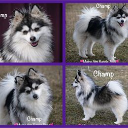 Champ - Pomsky