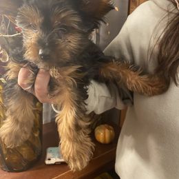 Yorkshire Terrier Puppies from Cutest AKC AZ Yorkies
