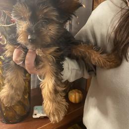 Yorkshire Terrier Puppies from Cutest AKC AZ Yorkies