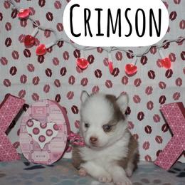 Crimson - Red and white female Pomsky puppy in Clarkston, Utah from Red Rock Ranch Breeders