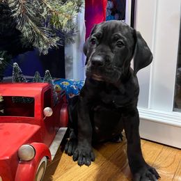Donner - Black male Cane Corso puppy in Lititz, Pennsylvania from Lititz Cane Corsos