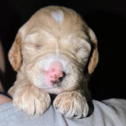 Hermione - Fawn and white female Sheepadoodle puppy in Austin, Texas from Darling Doodles